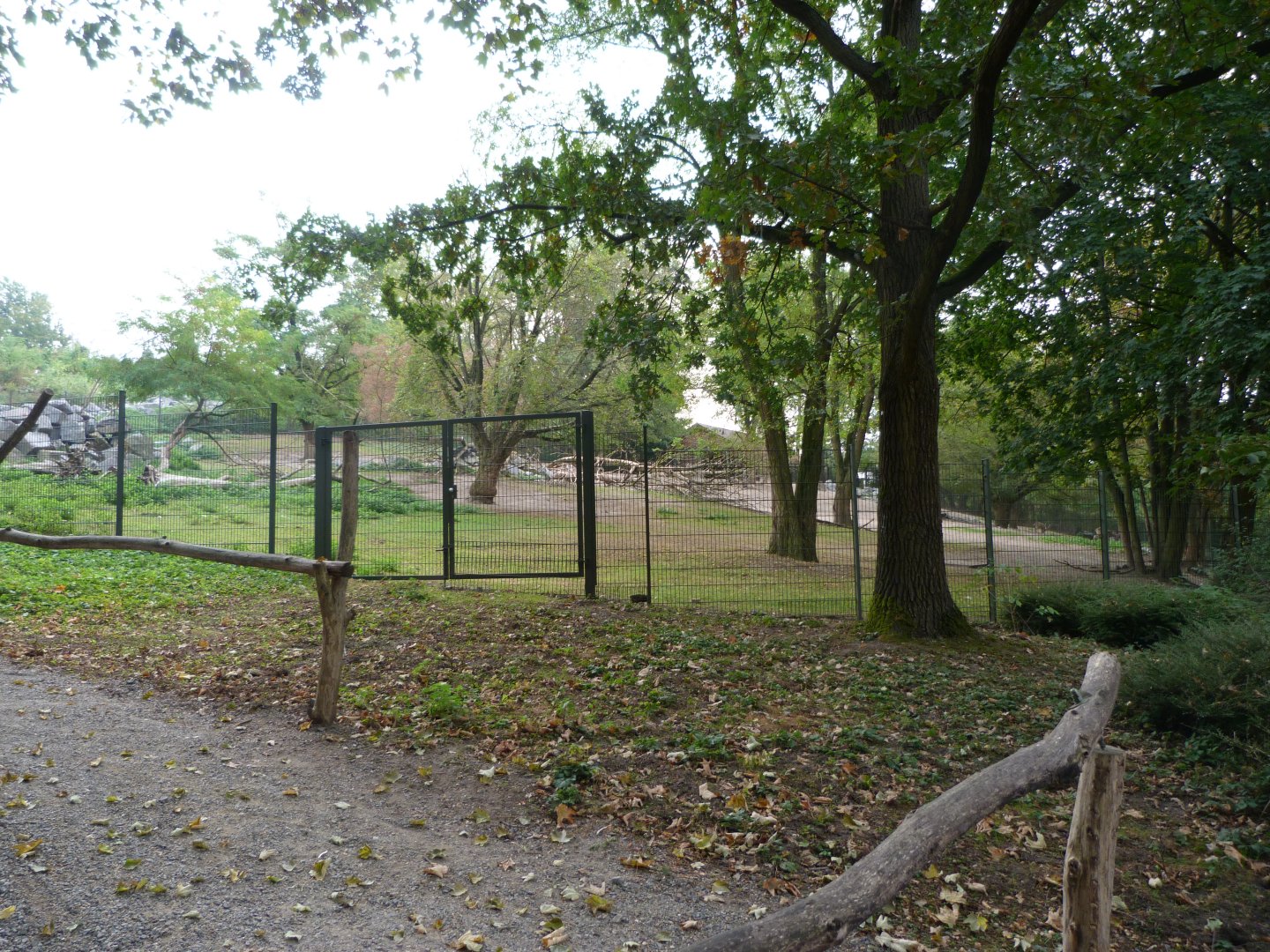 Tajik markhor and Siberian ibex exhibit -Tierpark Berlin (2024)