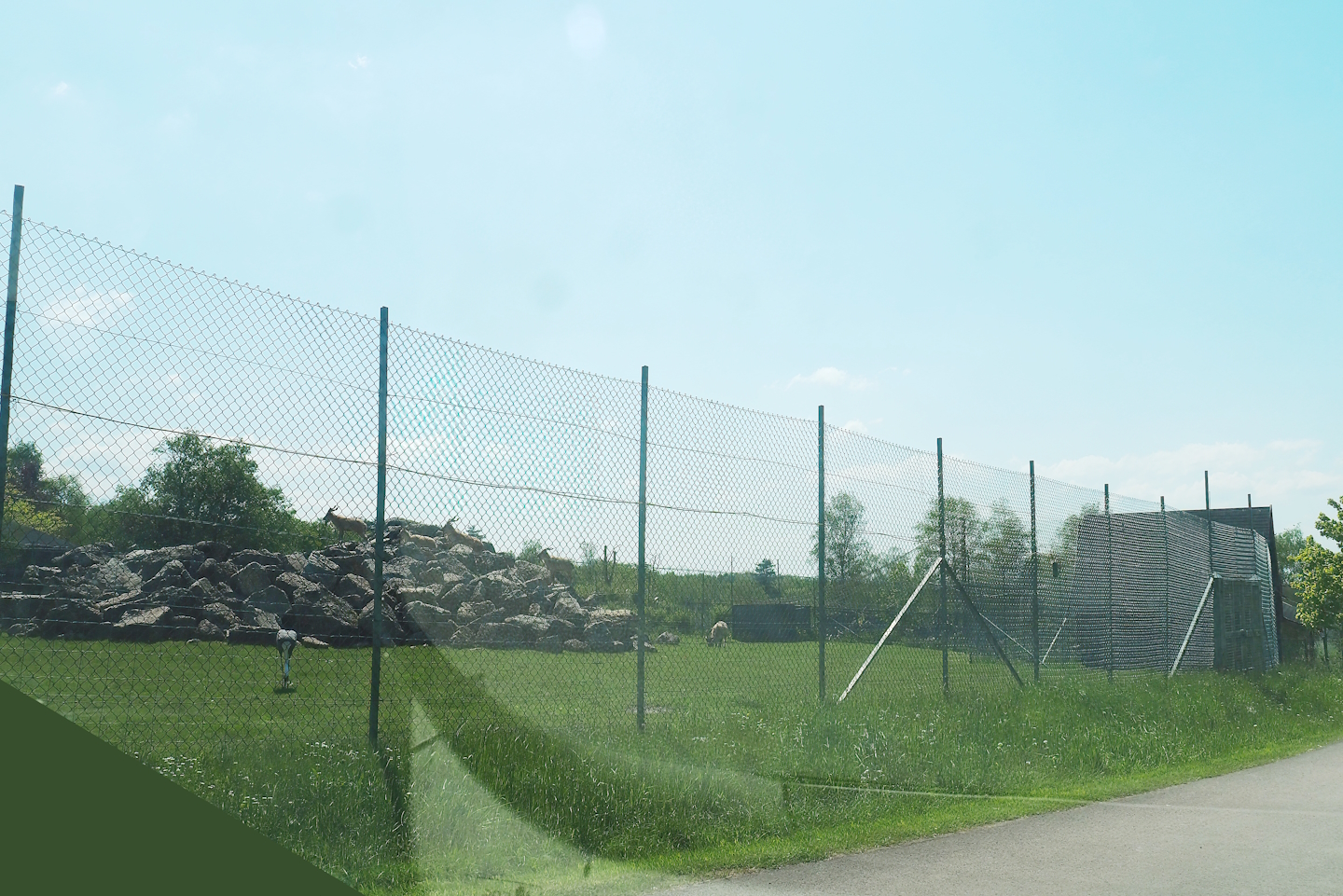 Tajik markhor and White-naped crane exhibit, 2023-05-19