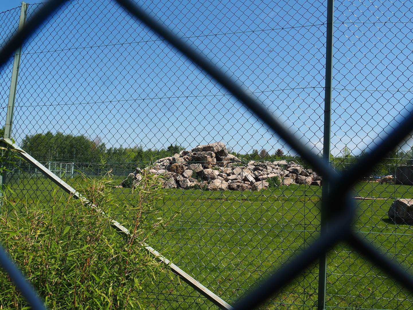 Tajik markhor and White-naped crane exhibit, 2023-05-19
