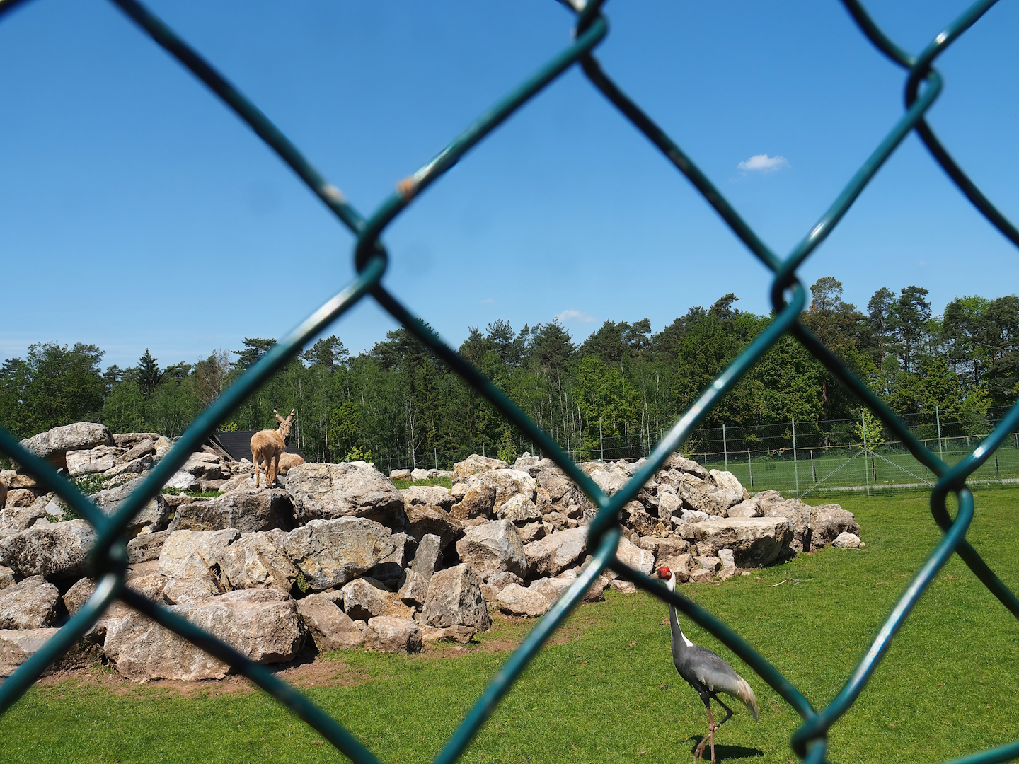 Tajik markhor and White-naped crane exhibit, 2023-05-19