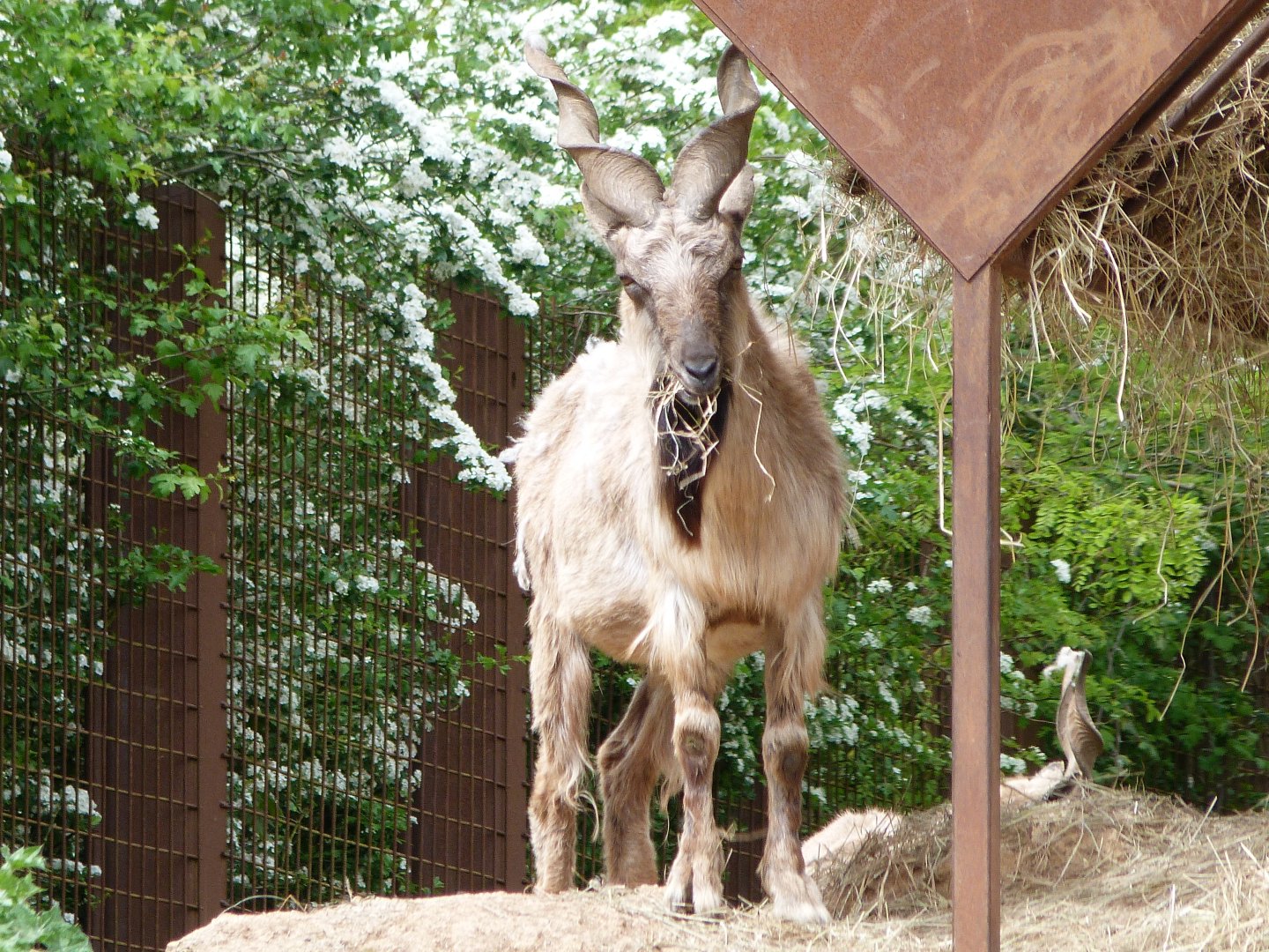 Tajik markhor -Bioparc de Doué la Fontaine (2025)