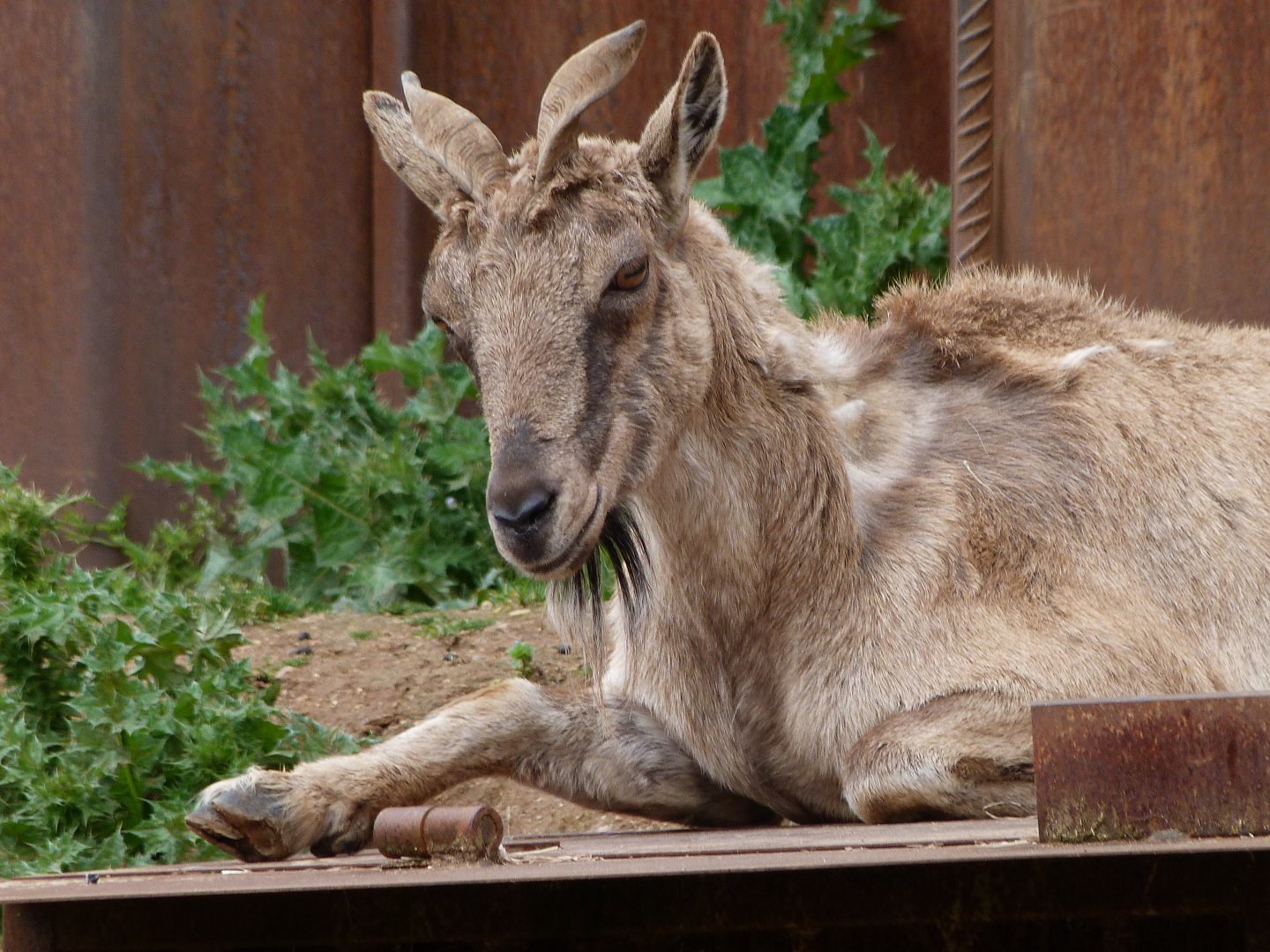 Tajik markhor -Bioparc de Doué la Fontaine (2025)
