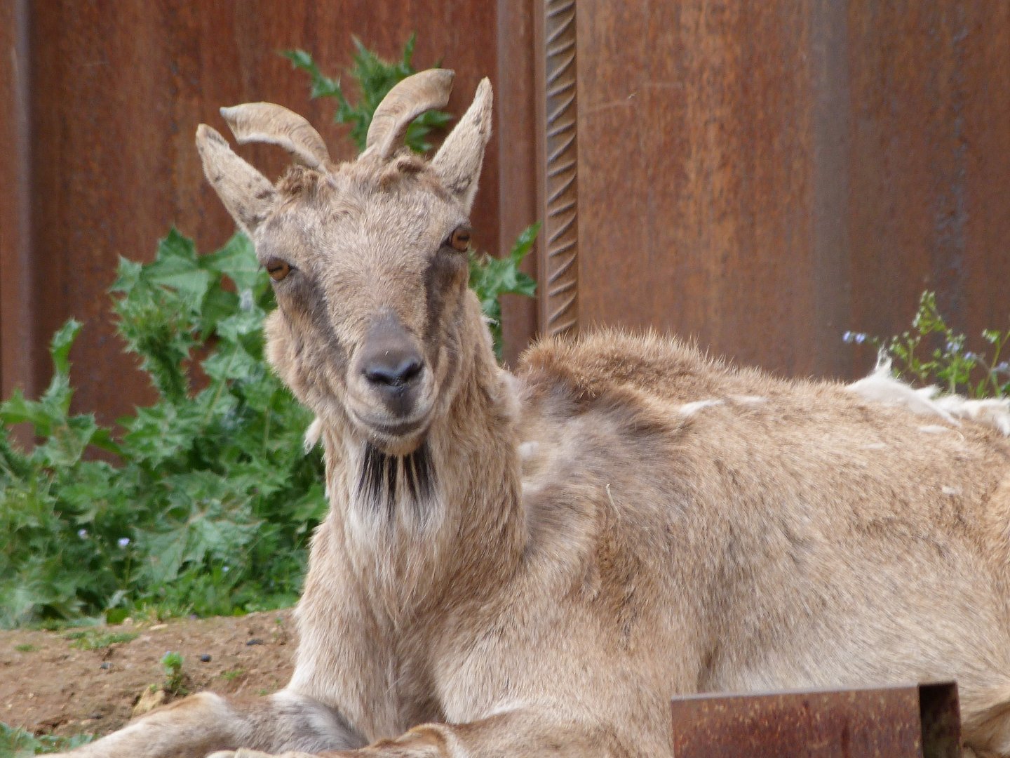 Tajik markhor -Bioparc de Doué la Fontaine (2025)