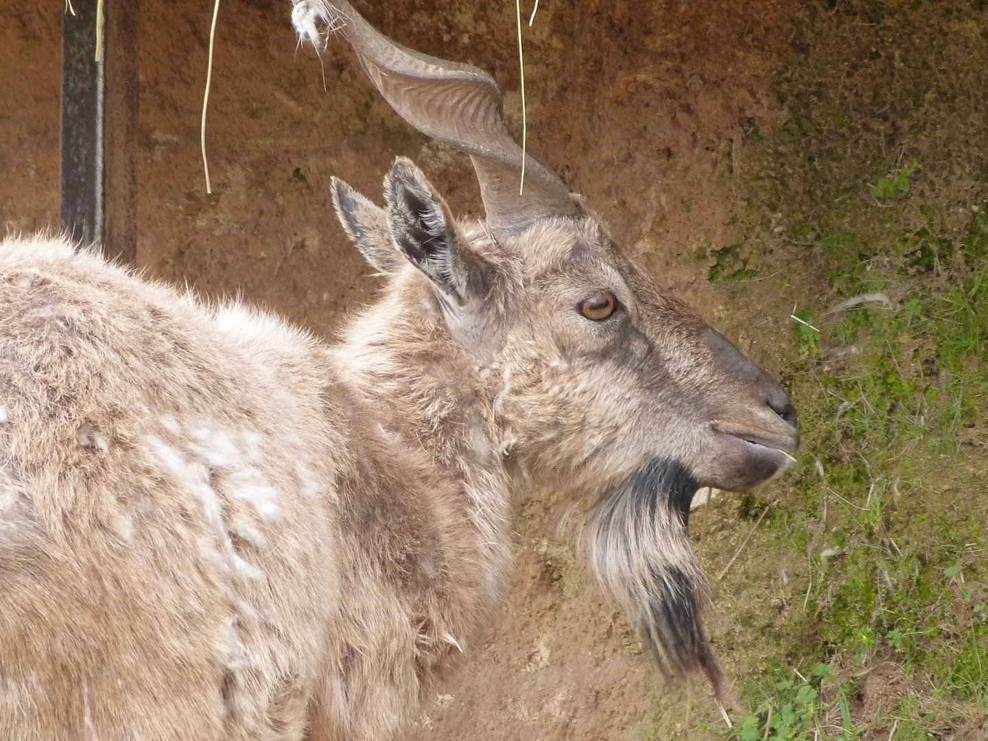 Tajik markhor -Bioparc de Doué la Fontaine (2025)
