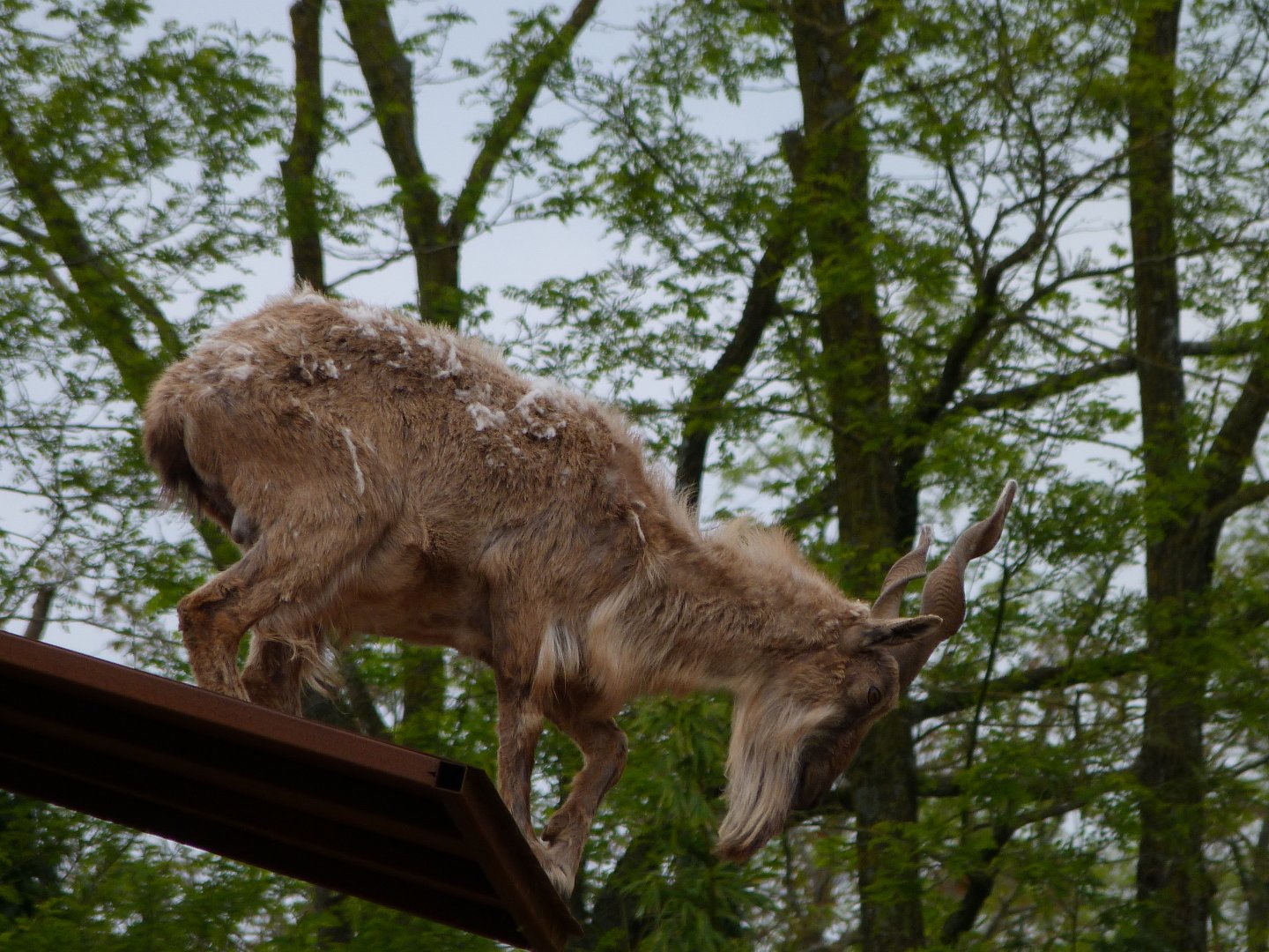 Tajik markhor -Bioparc de Doué la Fontaine (2025)