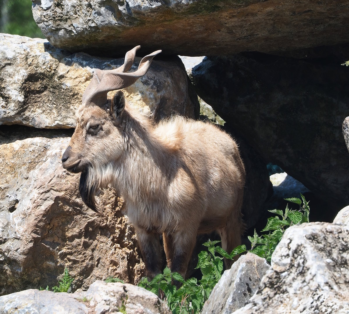 Tajik markhor (Capra falconeri heptneri), 2023-05-19