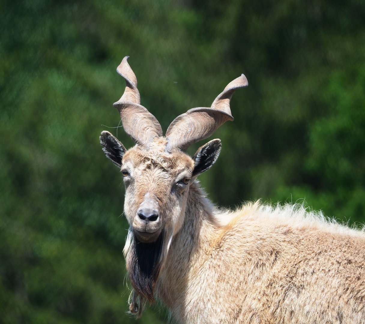 Tajik markhor (Capra falconeri heptneri), 2023-05-19