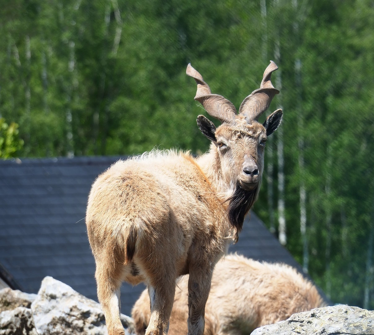 Tajik markhor (Capra falconeri heptneri), 2023-05-19