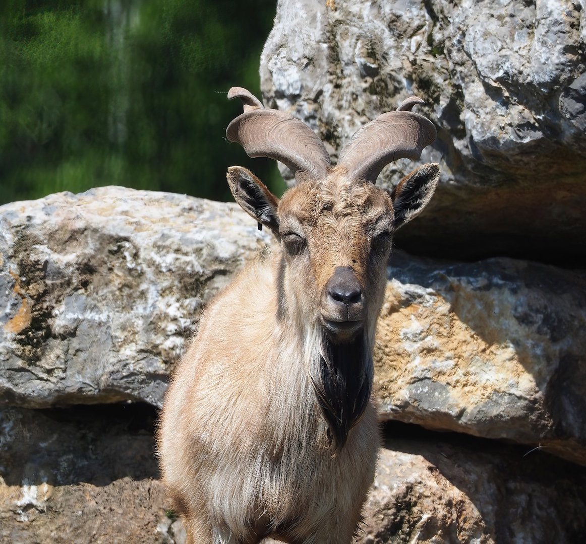 Tajik markhor (Capra falconeri heptneri), 2023-05-19