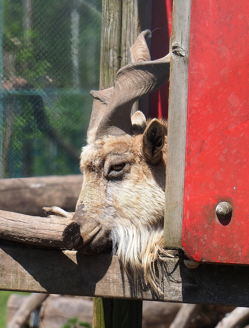 Tajik markhor (Capra falconeri heptneri), 2023-05-19