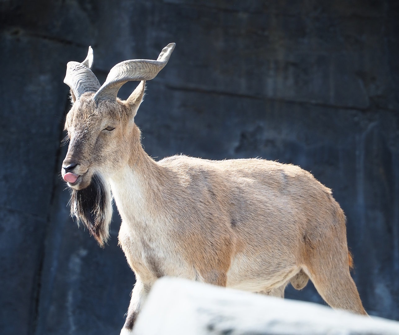 Tajik markhor (Capra falconeri heptneri), 2023-07-22