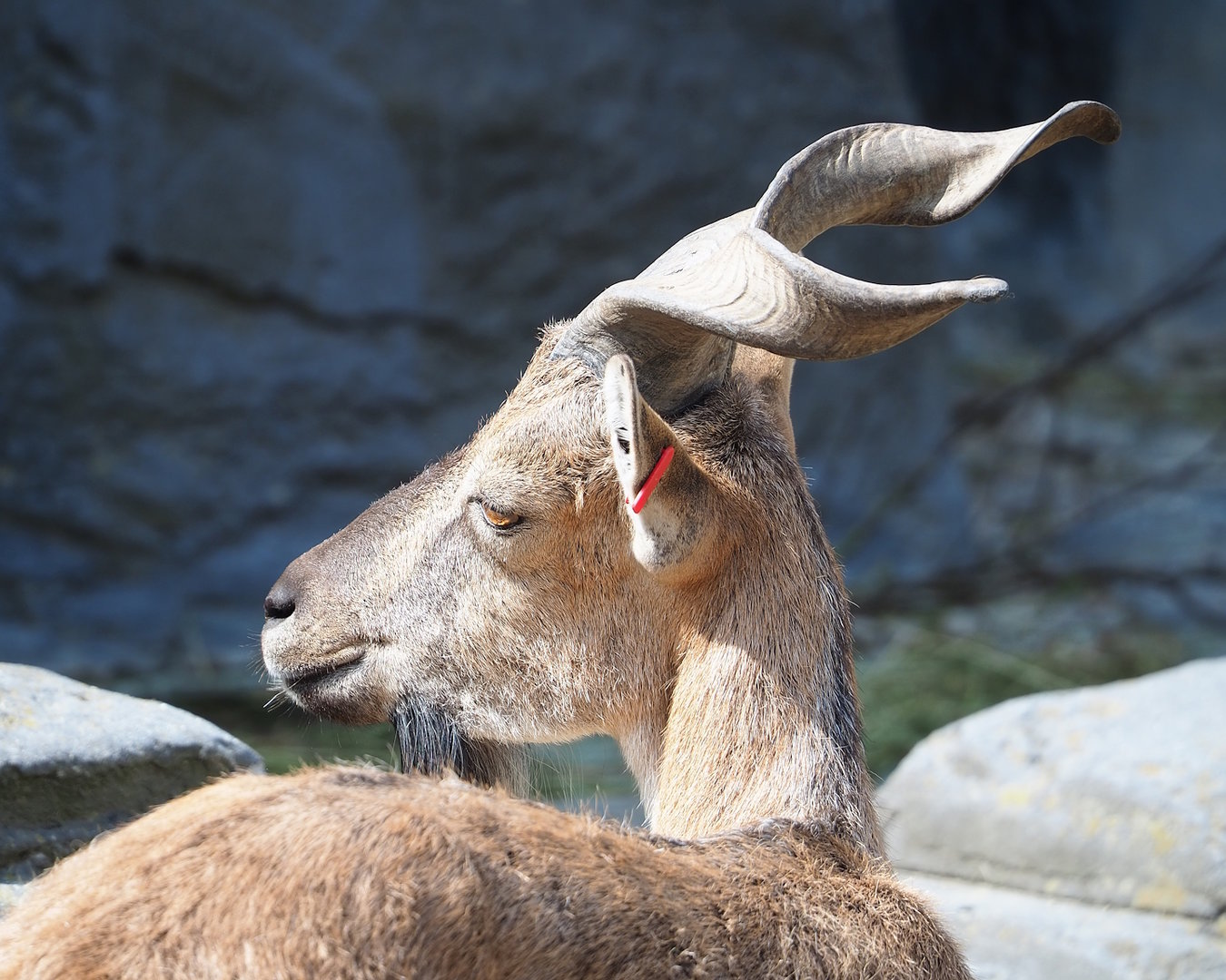 Tajik markhor (Capra falconeri heptneri), 2023-07-22