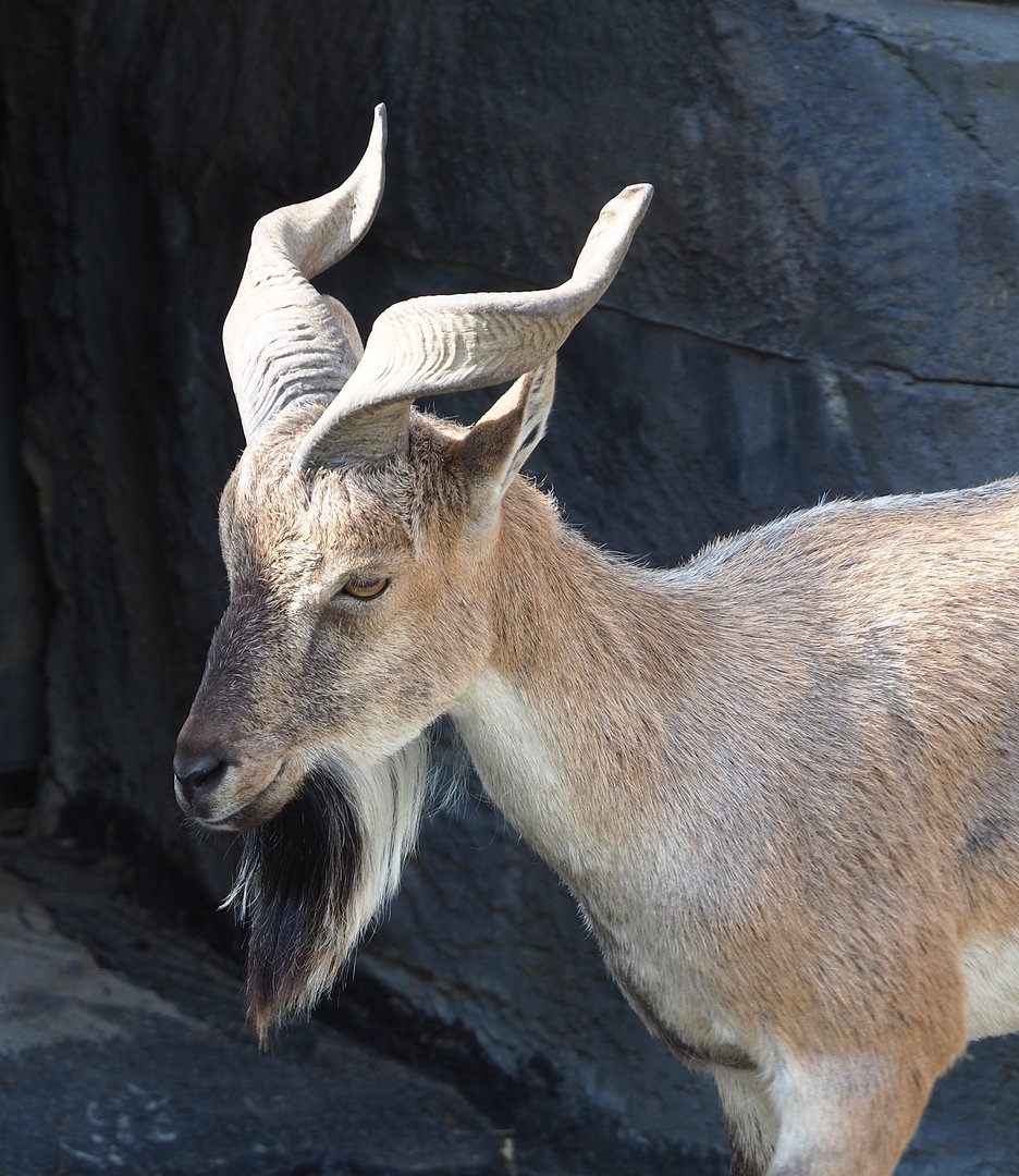 Tajik markhor (Capra falconeri heptneri), 2023-07-22
