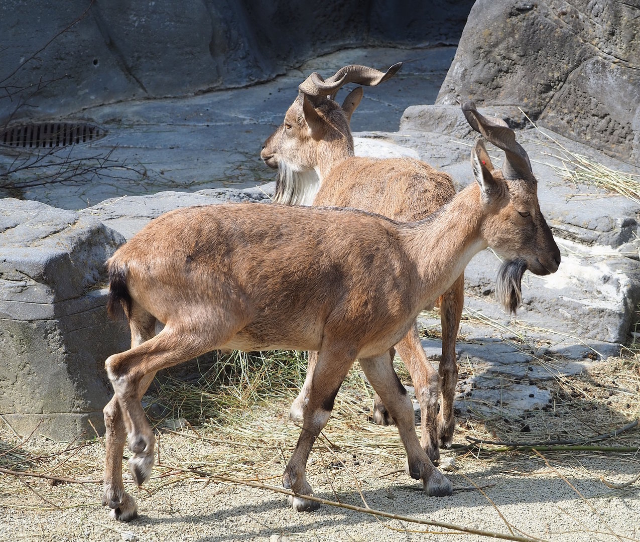 Tajik markhor (Capra falconeri heptneri), 2023-07-22