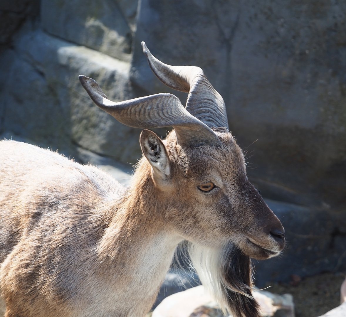 Tajik markhor (Capra falconeri heptneri), 2023-07-22
