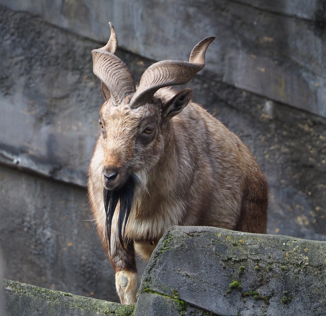 Tajik markhor (Capra falconeri heptneri), 2024-02-17