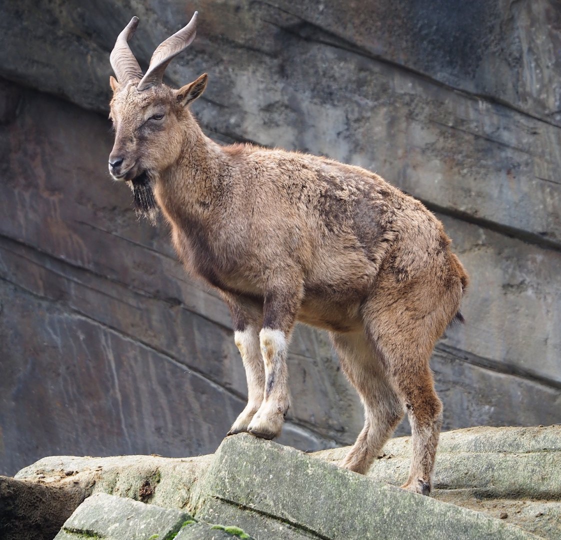 Tajik markhor (Capra falconeri heptneri), 2024-02-17