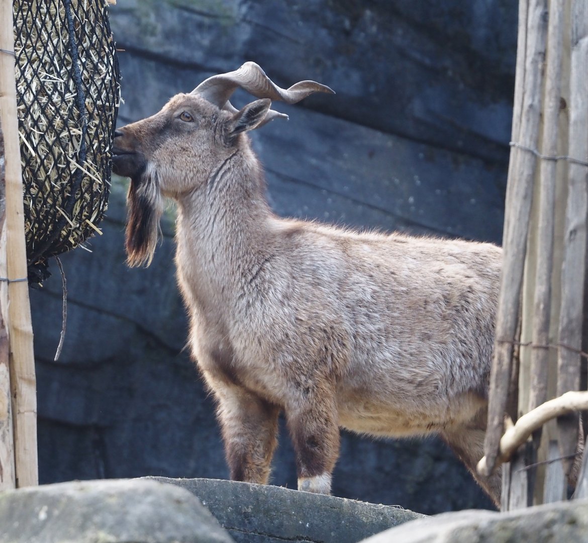 Tajik markhor  (Capra falconeri heptneri), 2024-03-09