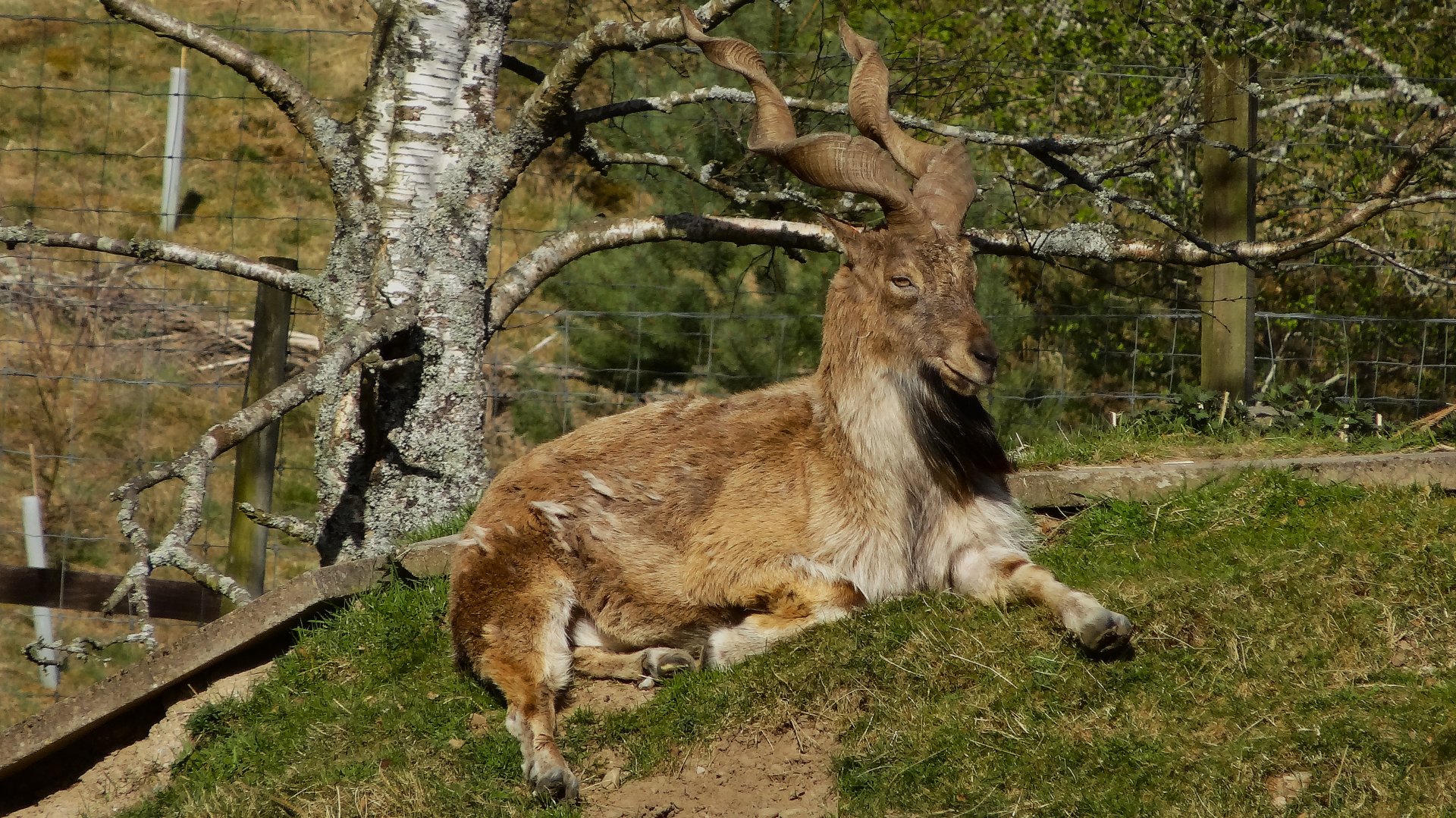Tajik Markhor (Capra falconeri heptneri), 2025-04-10