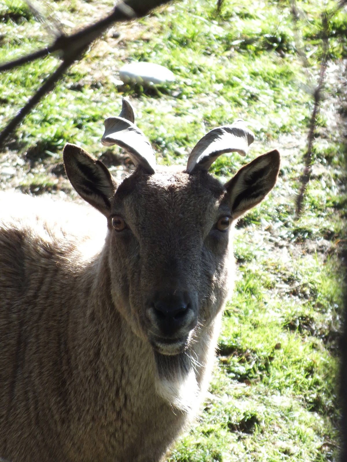 Tajik Markhor (Capra falconeri heptneri) at Tierpark Hellabrunn - April 9th