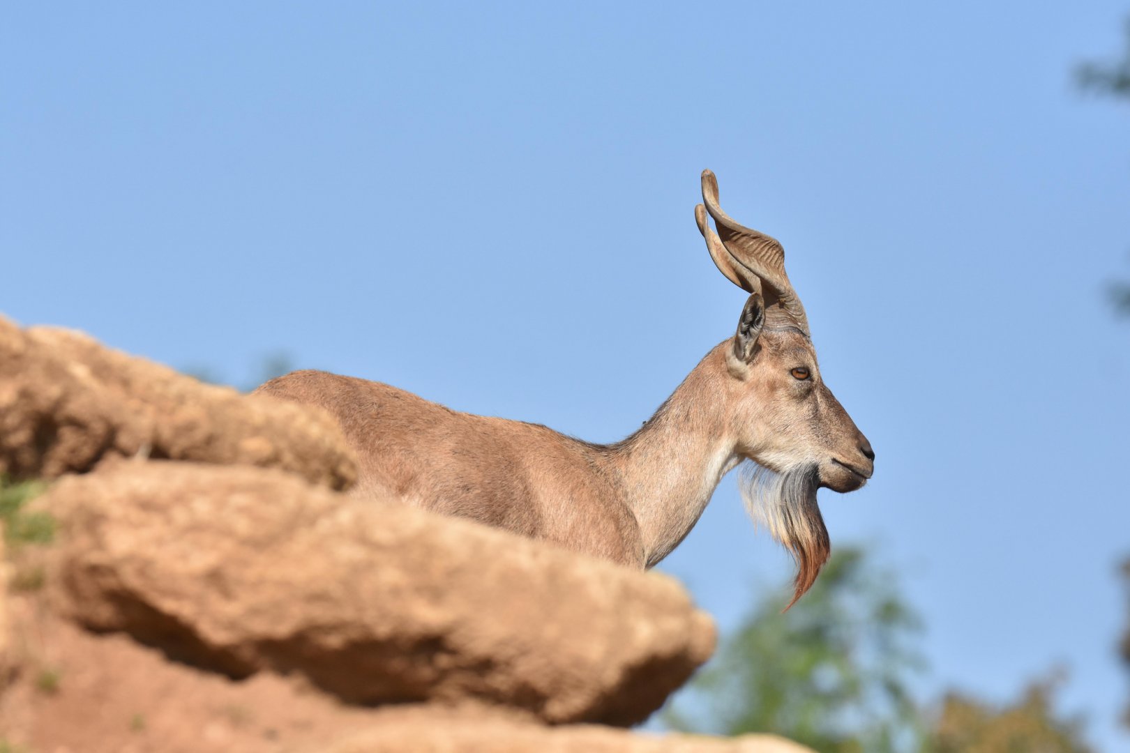 Tajik markhor (Capra falconeri heptneri)