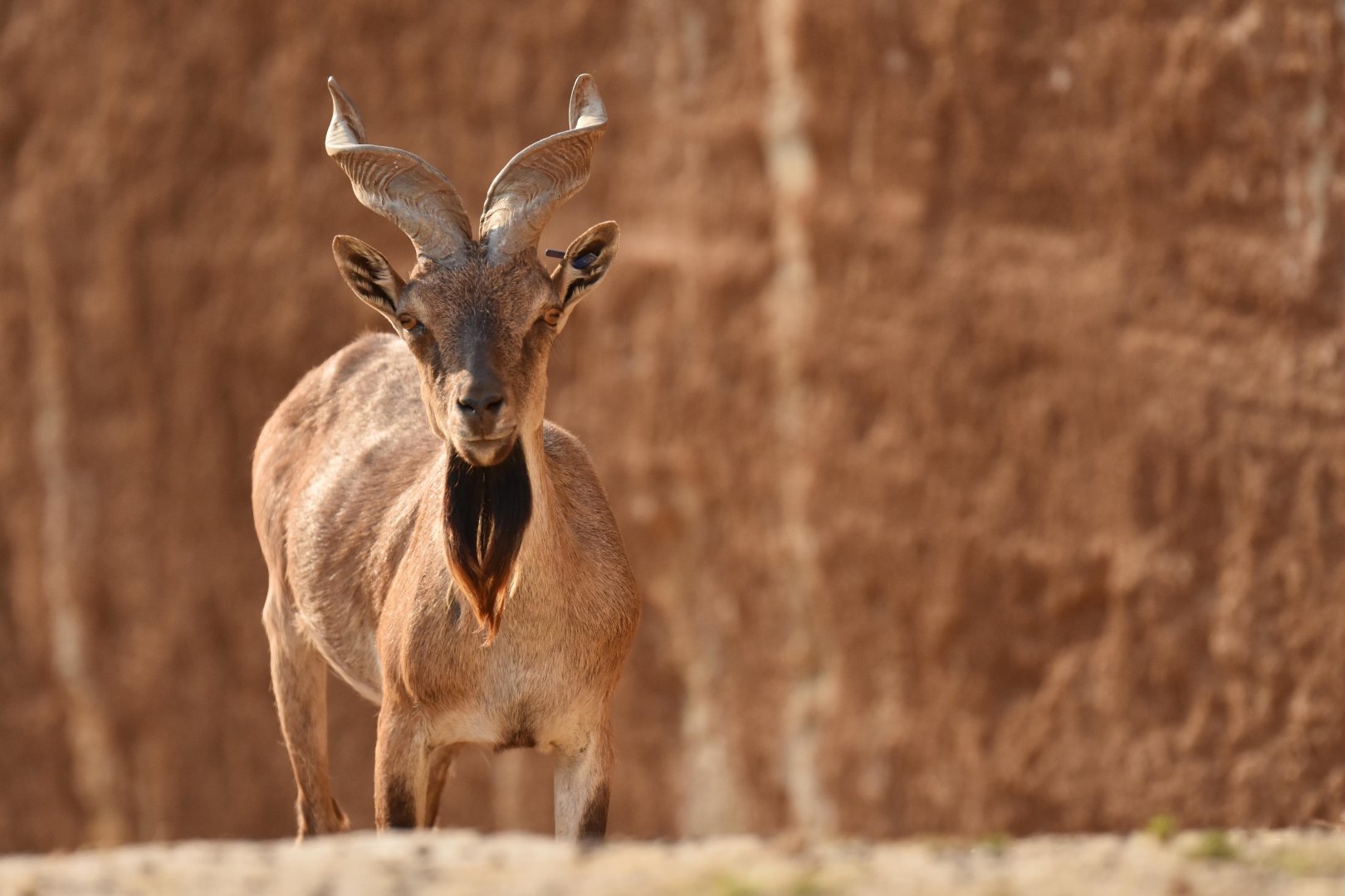 Tajik markhor (Capra falconeri heptneri)