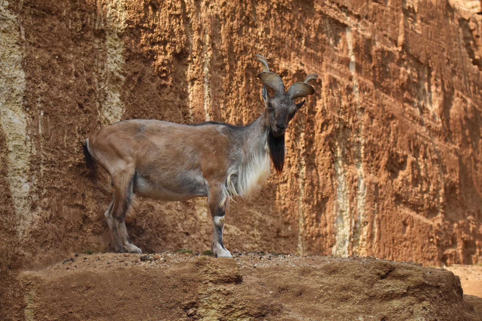 Tajik markhor (Capra falconeri heptneri)