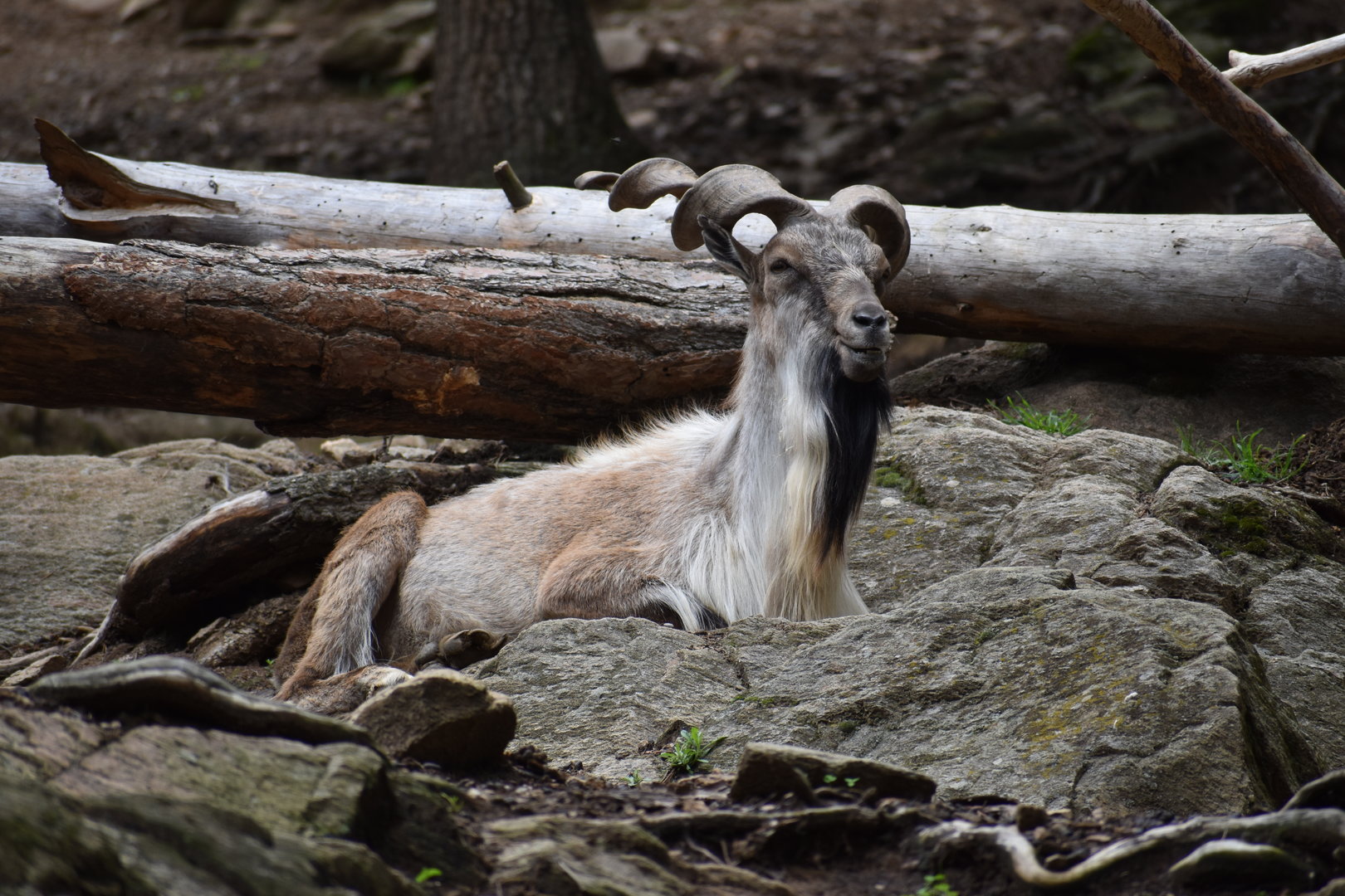 Tajik markhor - Capra falconeri heptneri