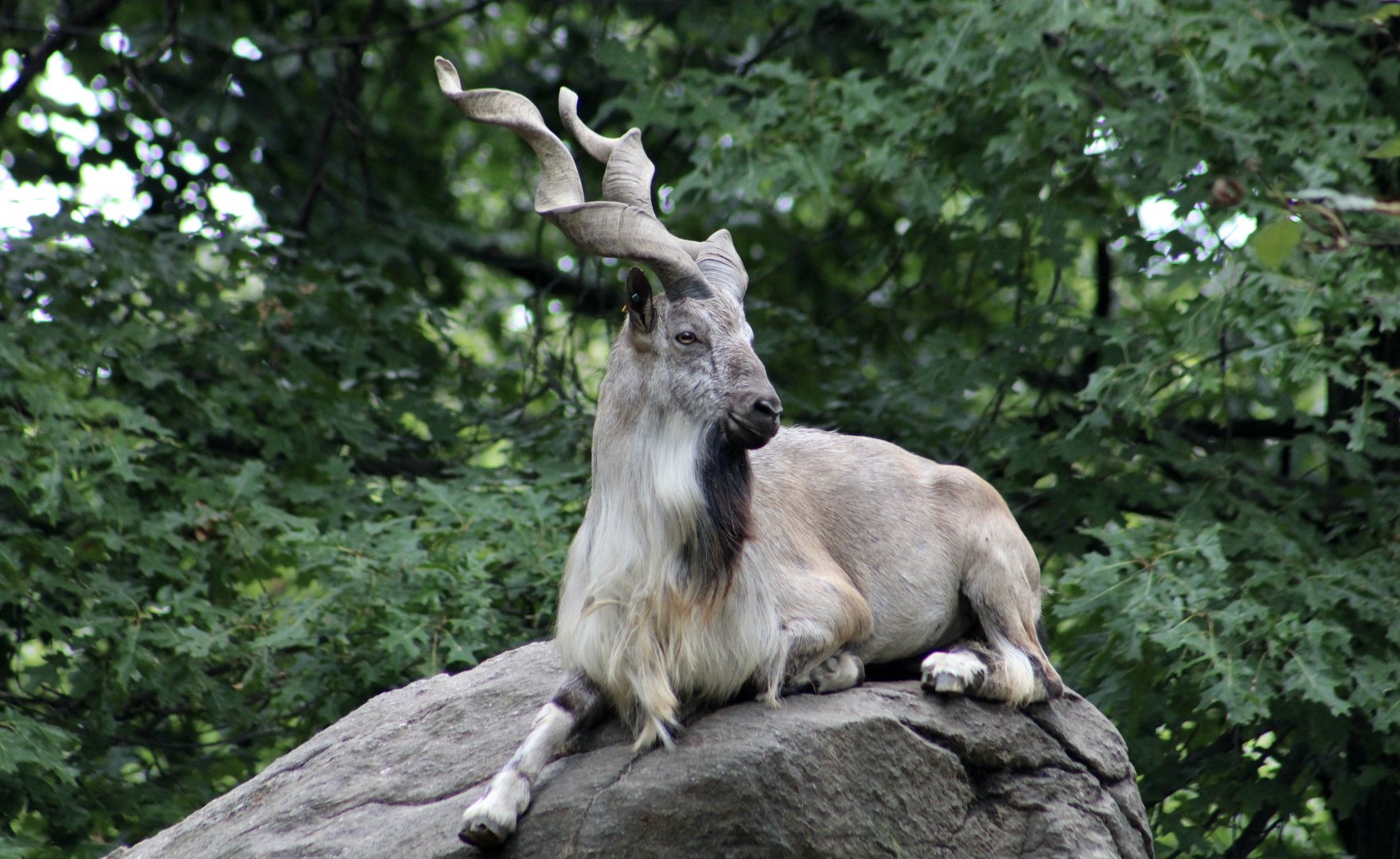 Tajik Markhor (Capra falconeri heptneri)