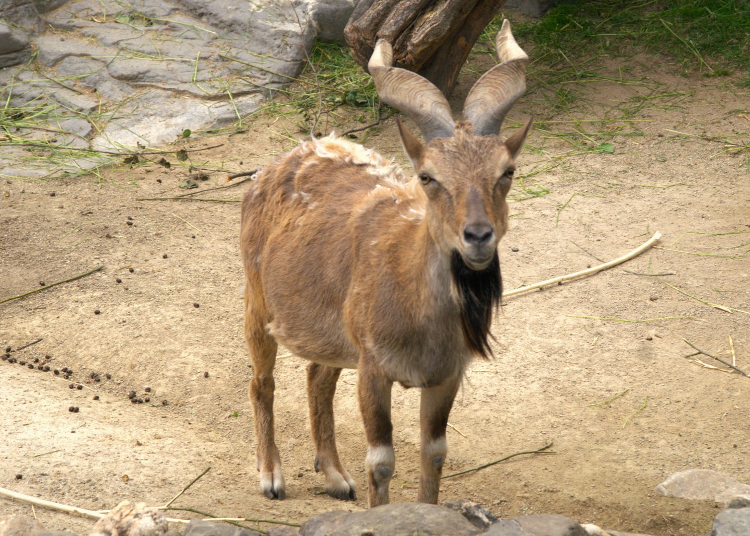 Tajik Markhor (Capra falconeri heptneri)