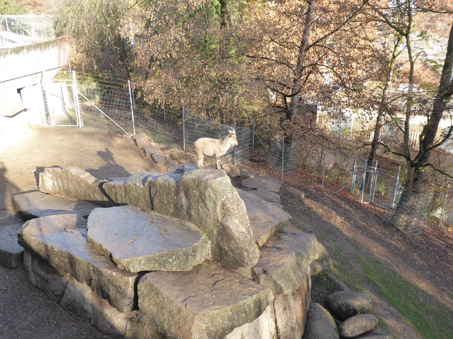 Tajik markhor enclosure 011218