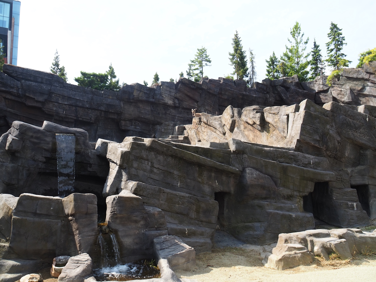 Tajik markhor exhibit (Formerly Mishmi takin exhibit), 2023-07-22