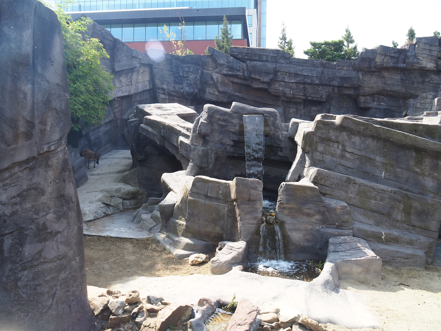 Tajik markhor exhibit (Formerly Mishmi takin exhibit), 2023-07-22