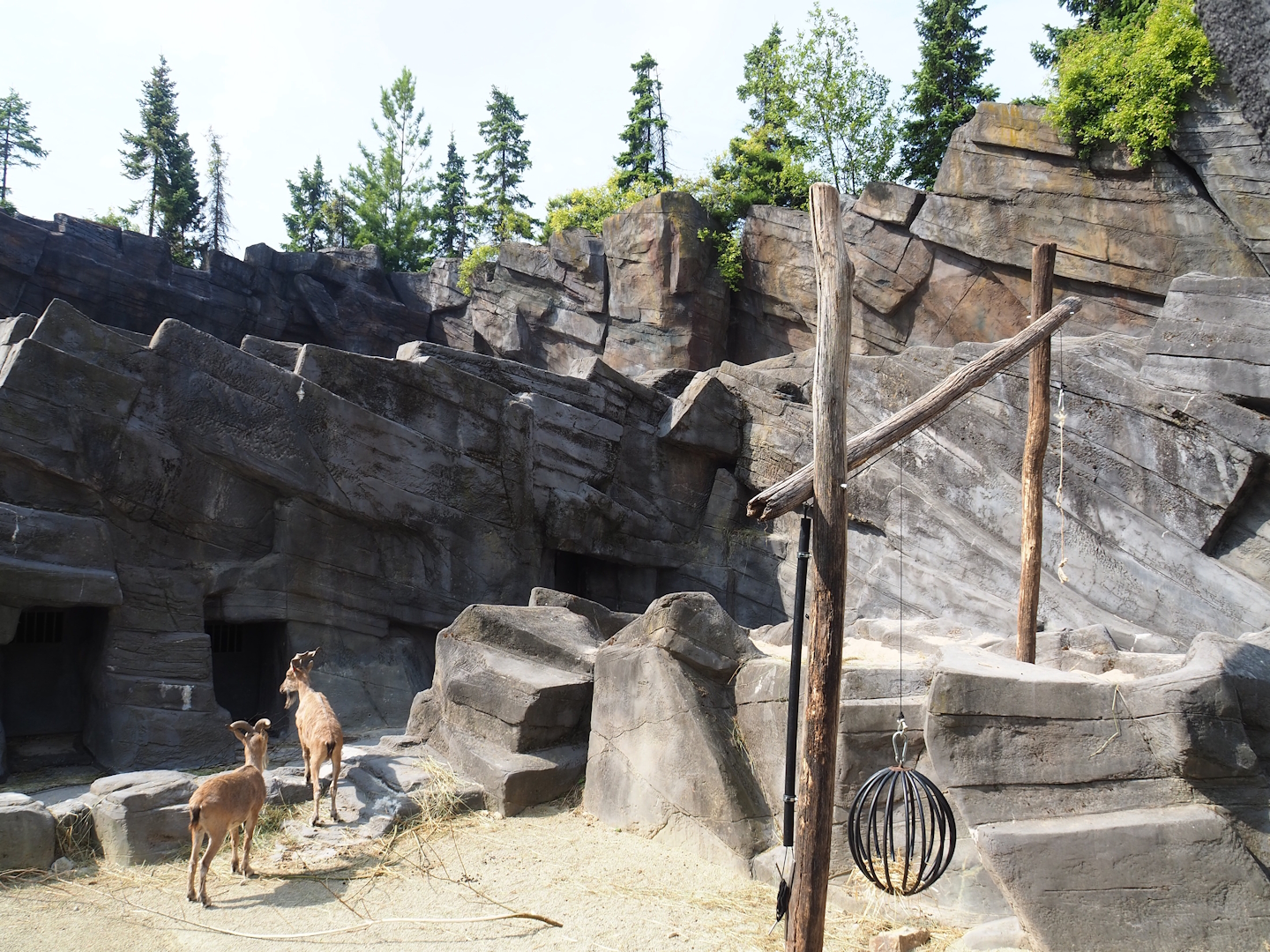 Tajik markhor exhibit (Formerly Mishmi takin exhibit), 2023-07-22