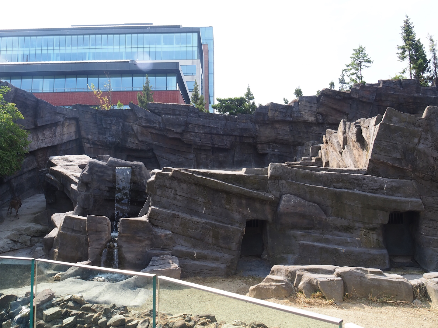 Tajik markhor exhibit (Formerly Mishmi takin exhibit), 2023-07-22