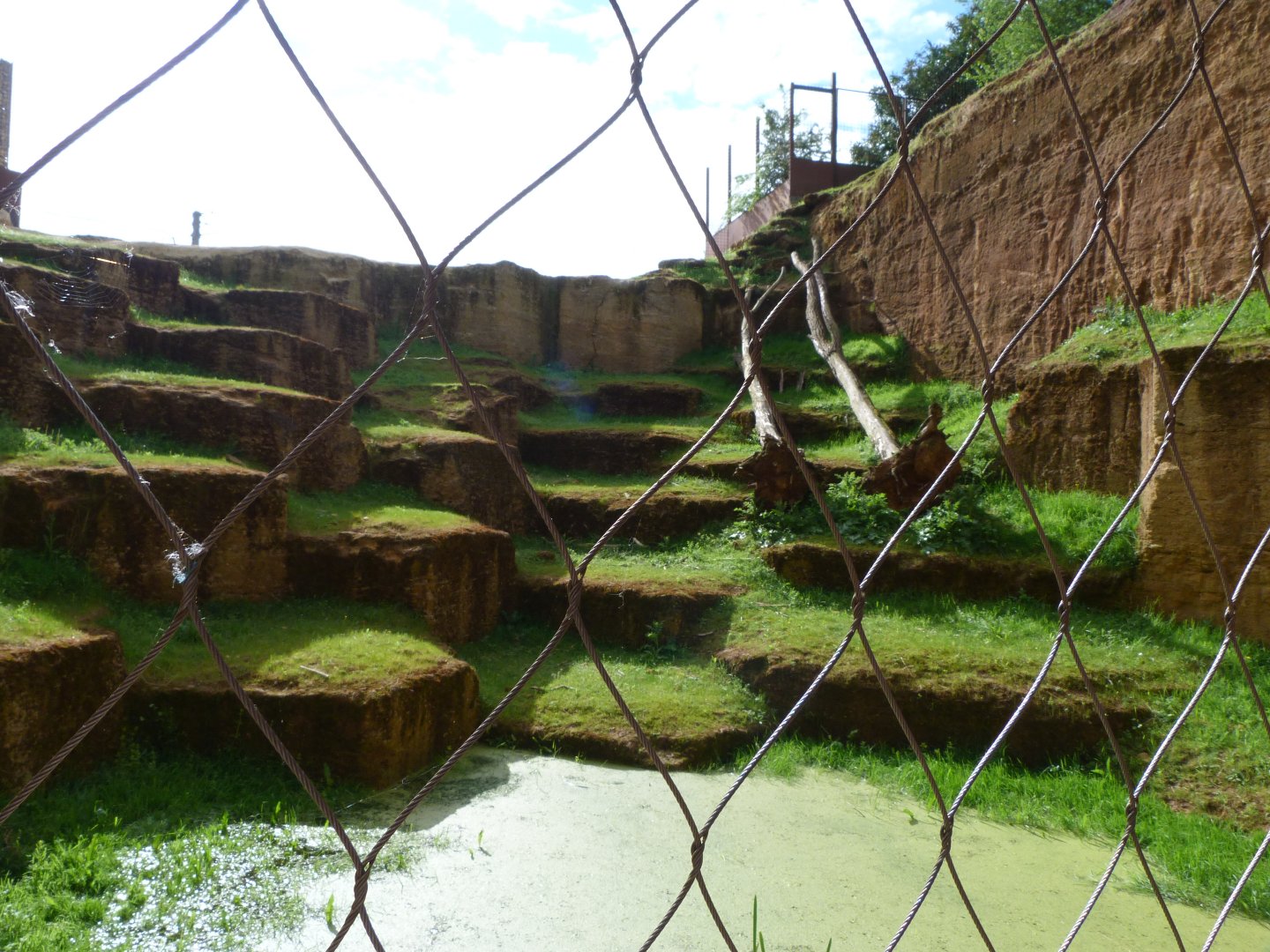 Tajik markhor exhibit lower view -Bioparc de Doué la Fontaine (2025)