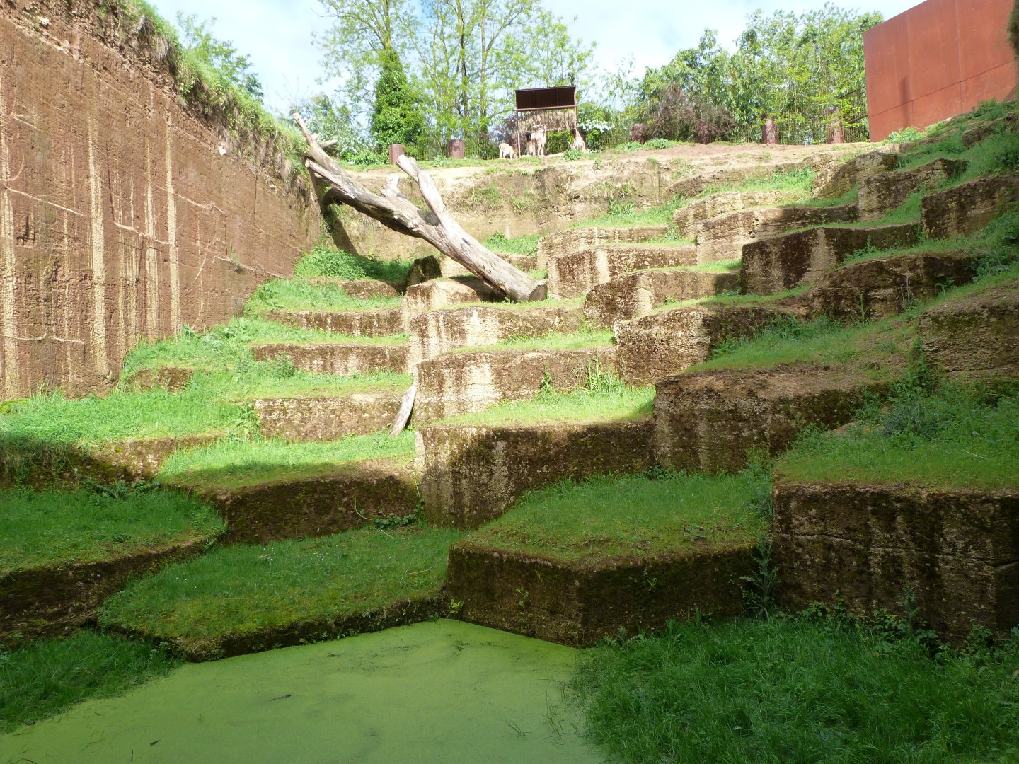 Tajik markhor exhibit lower view -Bioparc de Doué la Fontaine (2025)