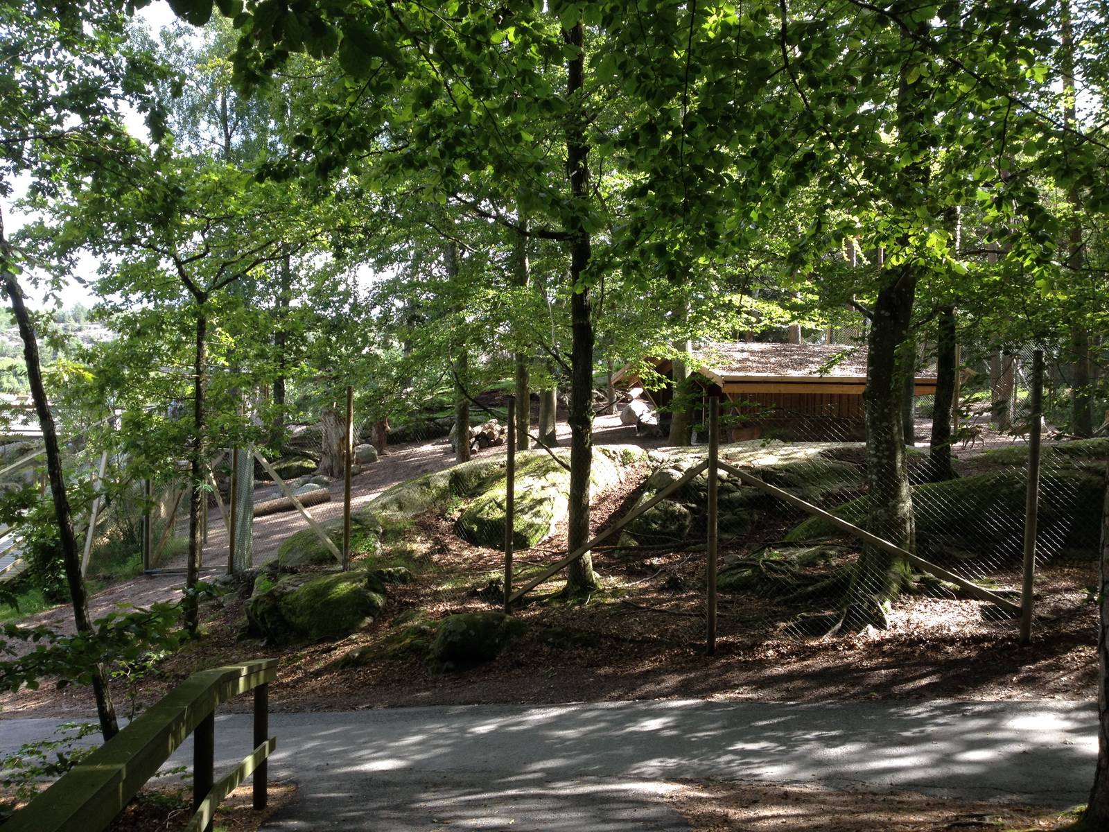 Tajik markhor exhibit