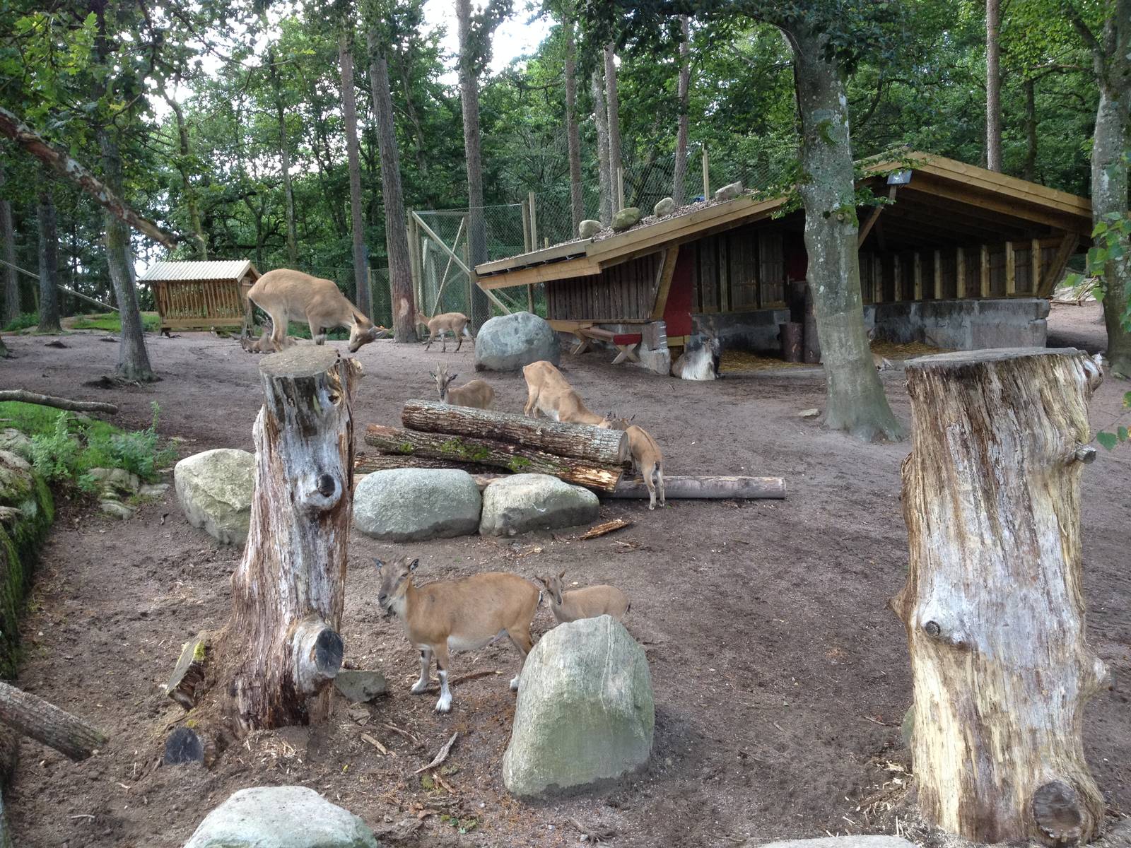 Tajik markhor exhibit