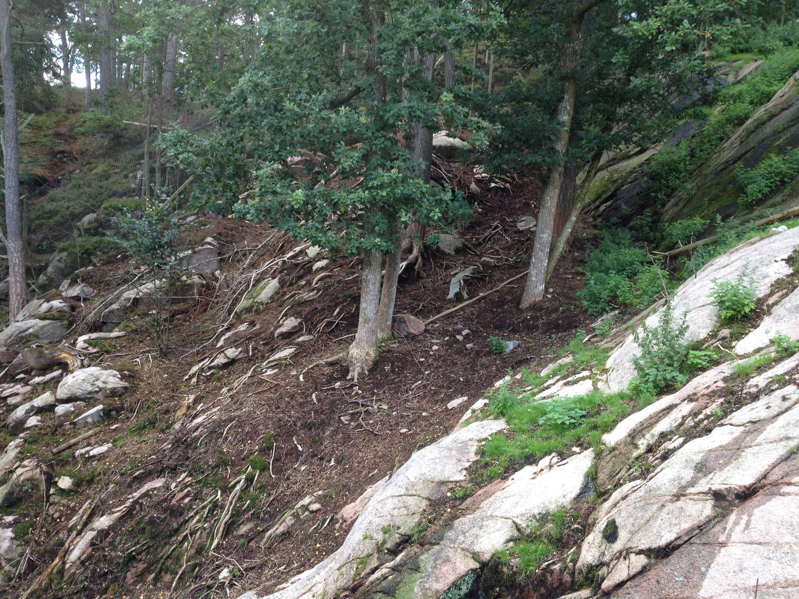 Tajik markhor exhibit