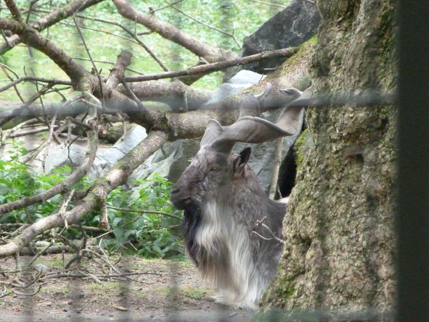 Tajik markhor -Tierpark Berlin (2024)