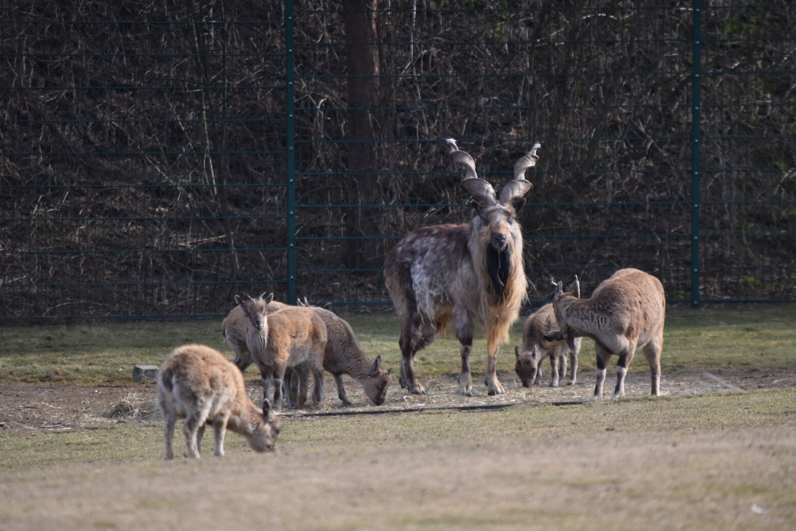 Tajik markhor
