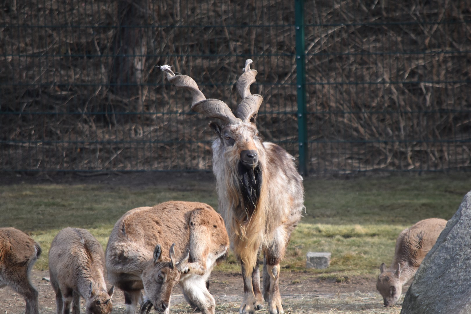 Tajik markhor