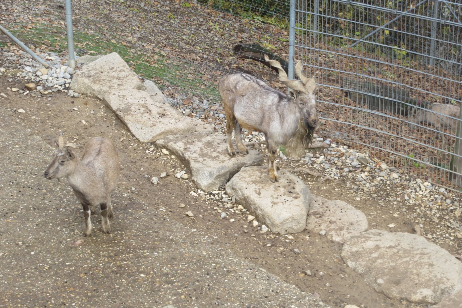Tajik markhors 011218
