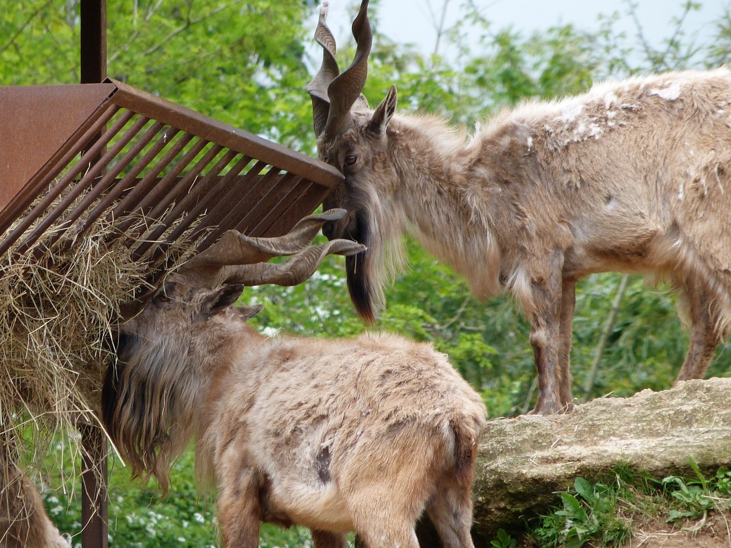 Tajik markhors -Bioparc de Doué la Fontaine (2025)