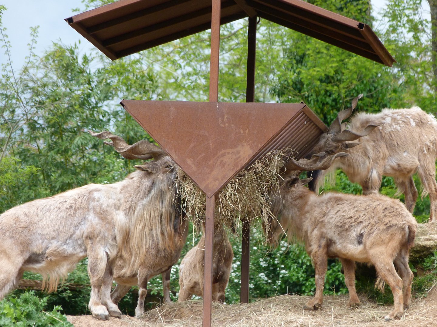 Tajik markhors -Bioparc de Doué la Fontaine (2025)