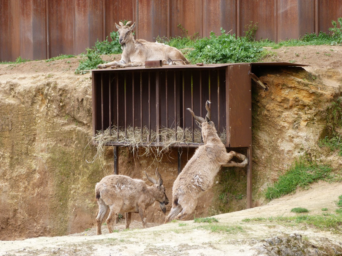 Tajik markhors -Bioparc de Doué la Fontaine (2025)