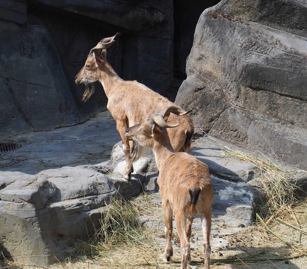 Tajik markhors (Capra falconeri heptneri), 2023-07-22