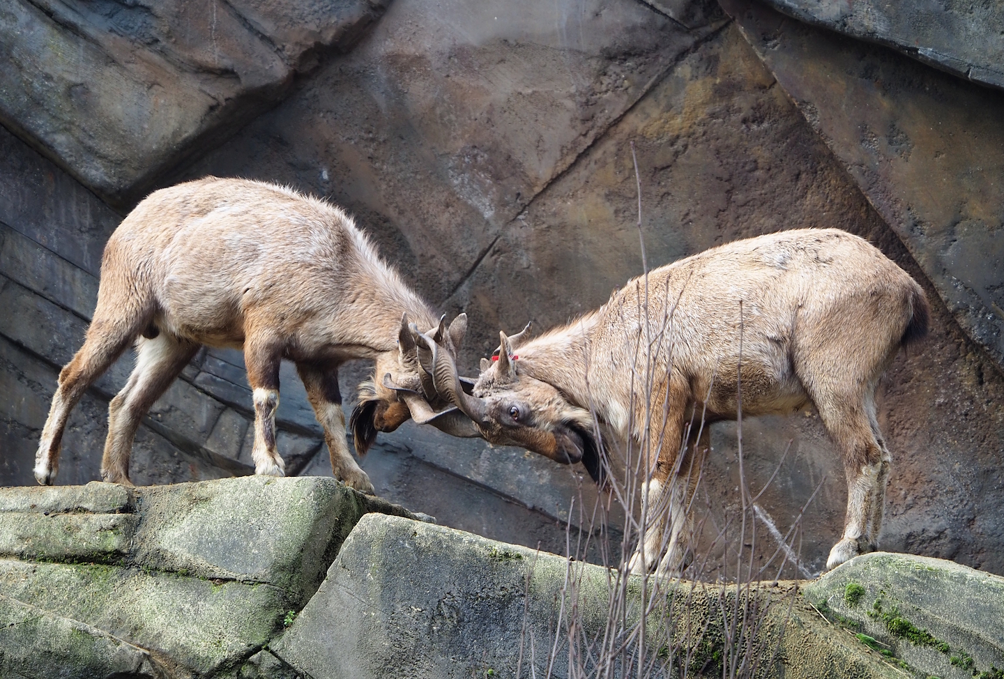 Tajik markhors (Capra falconeri heptneri), 2024-02-17