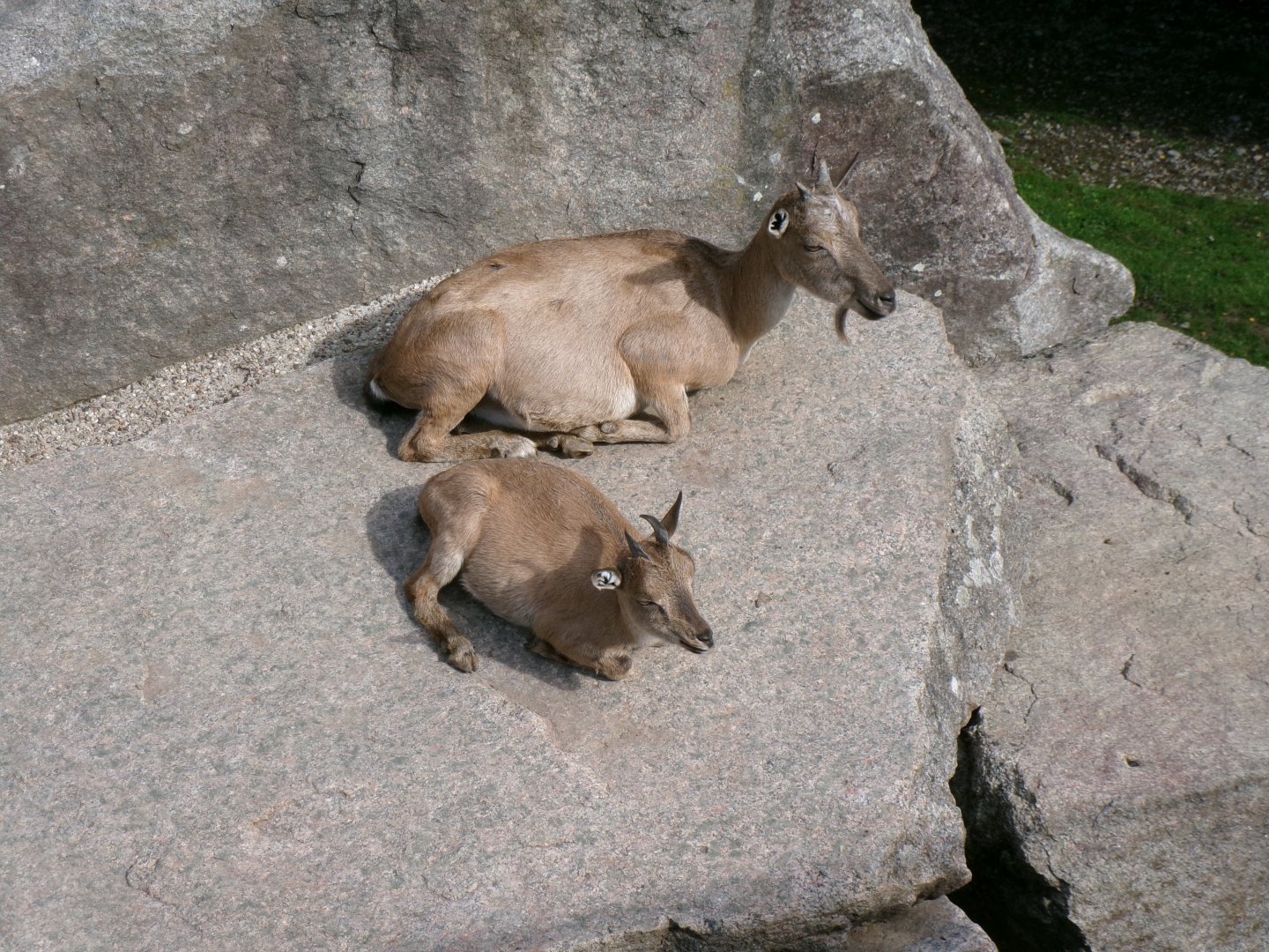 Tajik markhors